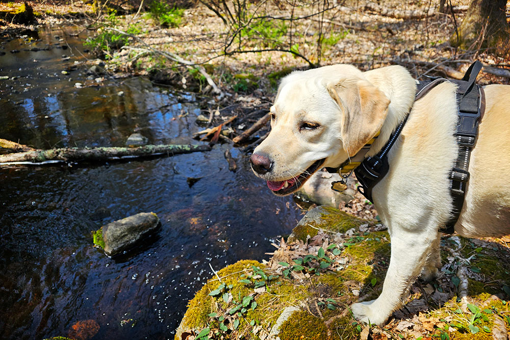 Lucy at the pool in Norwell