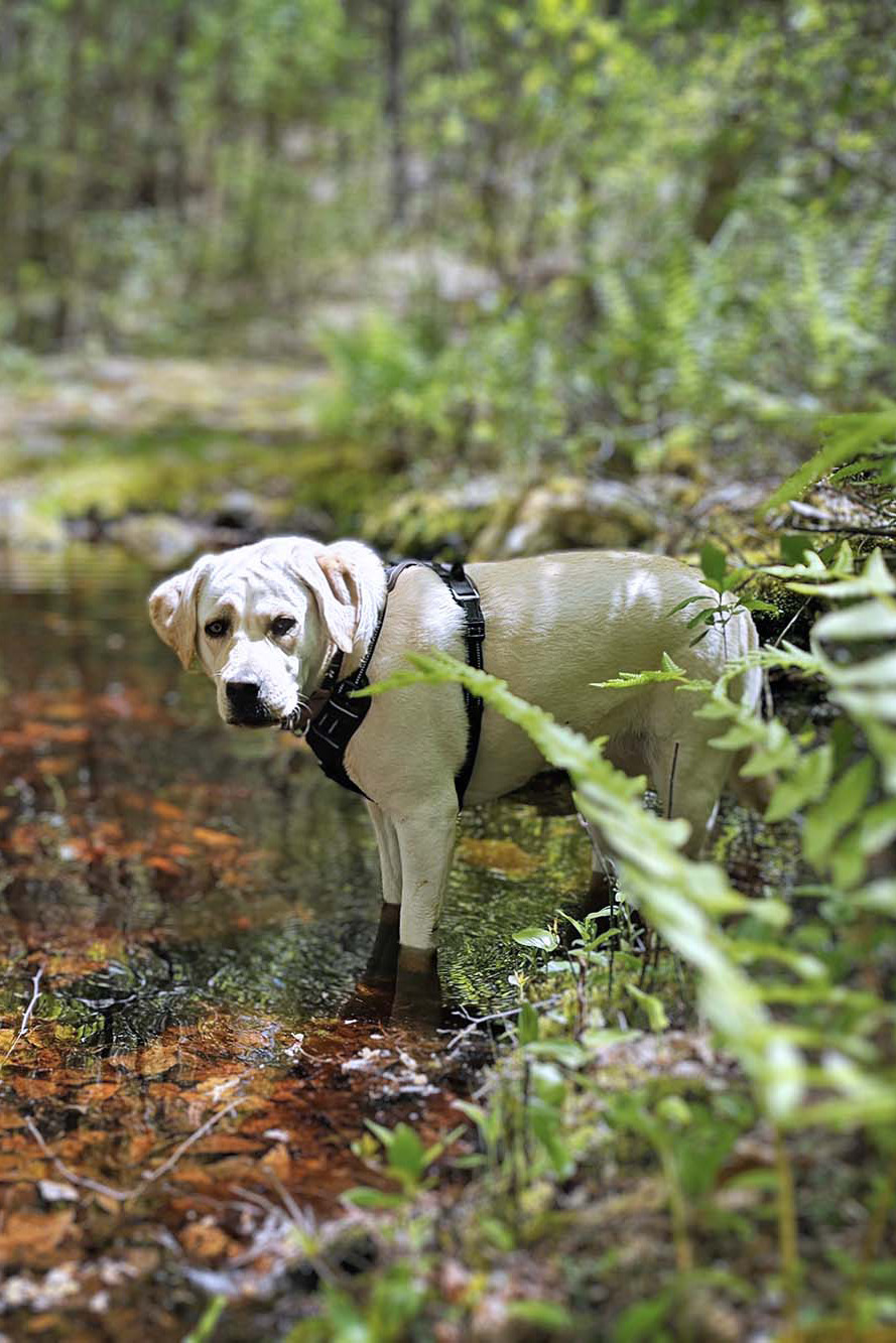 Lucy in the back woods