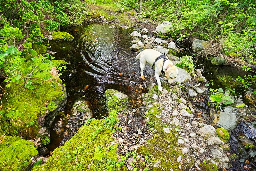 Lucy in the Norwell woods