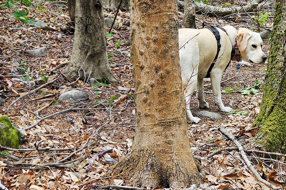 Lucy walking in the Norwell woods