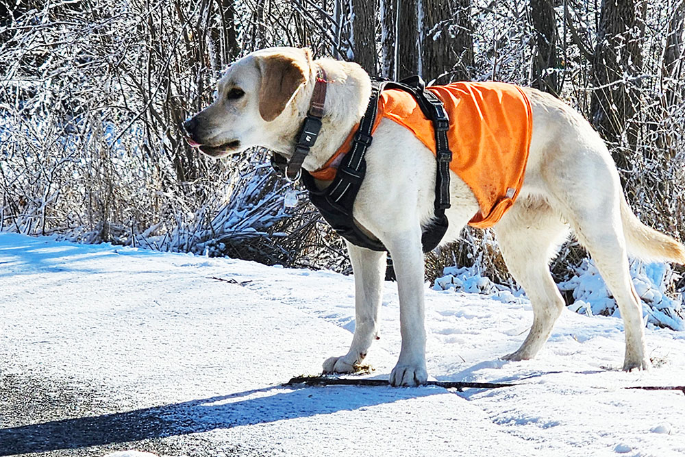 Lucy in the snow