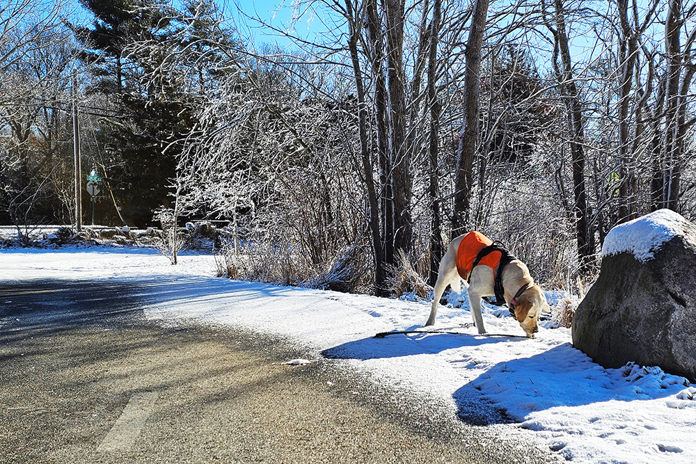 Lucy in the snow at Norwell Middle School